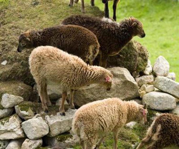Nelle pecore Soay la prova che la vitamina D aiuta la fertilità (foto University of Edinburgh) 
