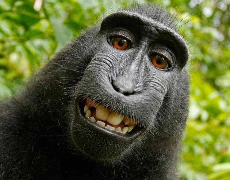 Il selfie del macaco Naruto (fonte: Wikipedia)