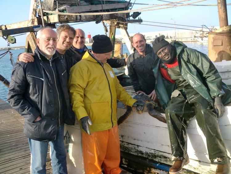 Nella foto la tartaruga Eritrea recuperata a strascico dal motopeschereccio 'Nuova Giovanna' della marineria di Bisceglie 