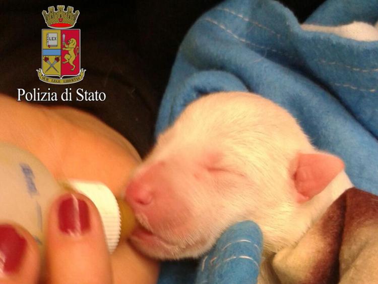Roma, tre cuccioli trovati in un cassonetto da polizia: solo uno si salva