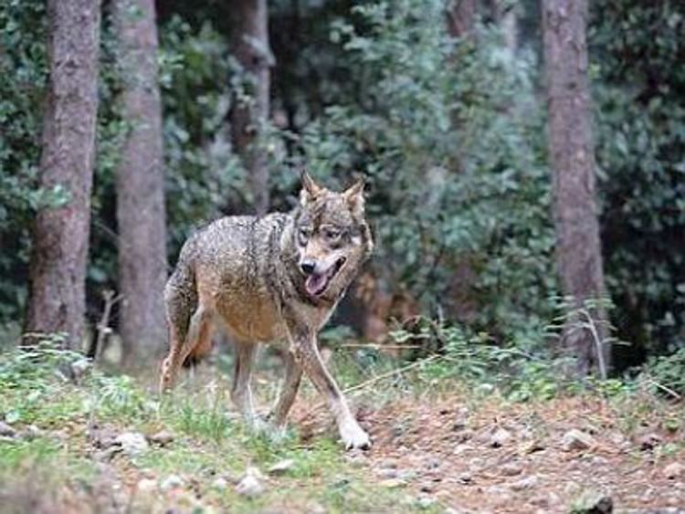 Animali: rinvio piano lupo, si torna in sede tecnica