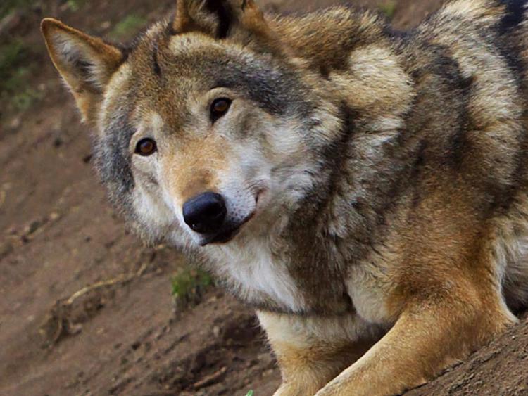 Animali: Wwf consegna a Galletti 190mila firme contro abbattimenti lupo