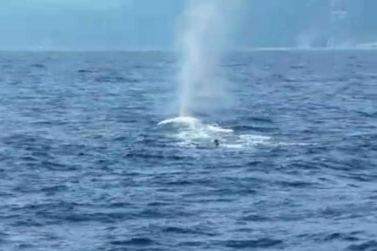 Fermo immagine dal video girato da bordo del peschereccio ‘Delfino I’ dal comandante Saturno Ranucci