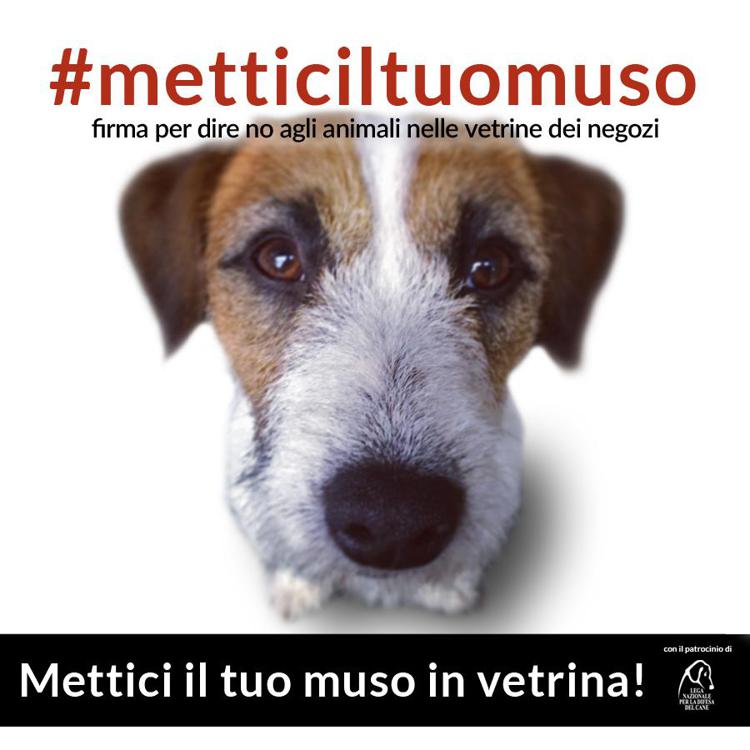Animali: #metticiltuomuso la petizione per dire stop ai cuccioli in vetrina