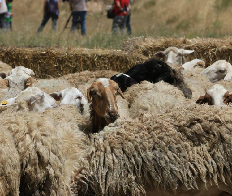 Lavoro: Coldiretti, boom giovani pastori, +200mila pecore in 5 anni