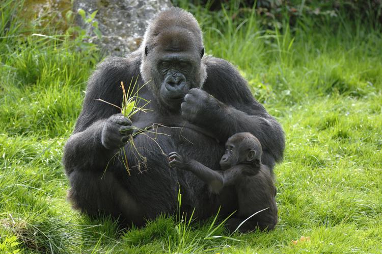 Cancellati dal bracconaggio, i gorilla rischiano l'estinzione