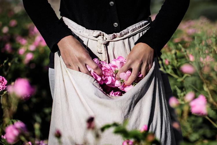 La raccolta della rosa centifolia al Clos de Callian, Grasse, uno dei luoghi chiave legati alla tradizione della profumeria di Dior (photo courtesy Dior)