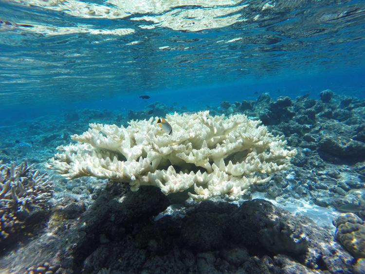 La barriera corallina di Alimathà - Foto Adnkronos Salute