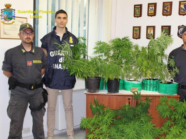 Latina: droga e piante di canapa indiana in casa, denunciato