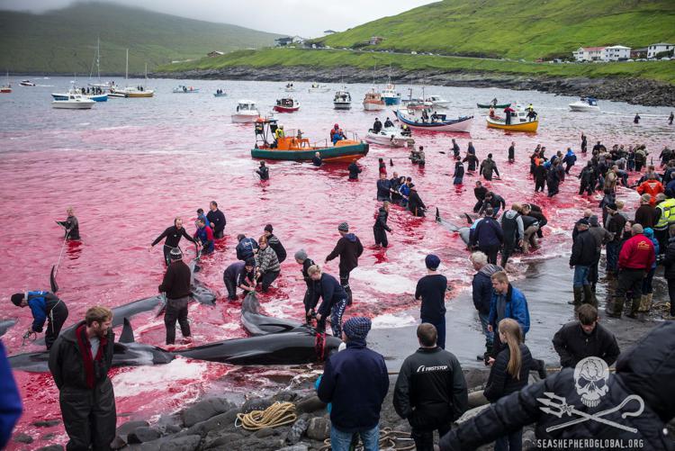 Mare: Sea Shepherd lancia operazione 'Bloody Fjords'