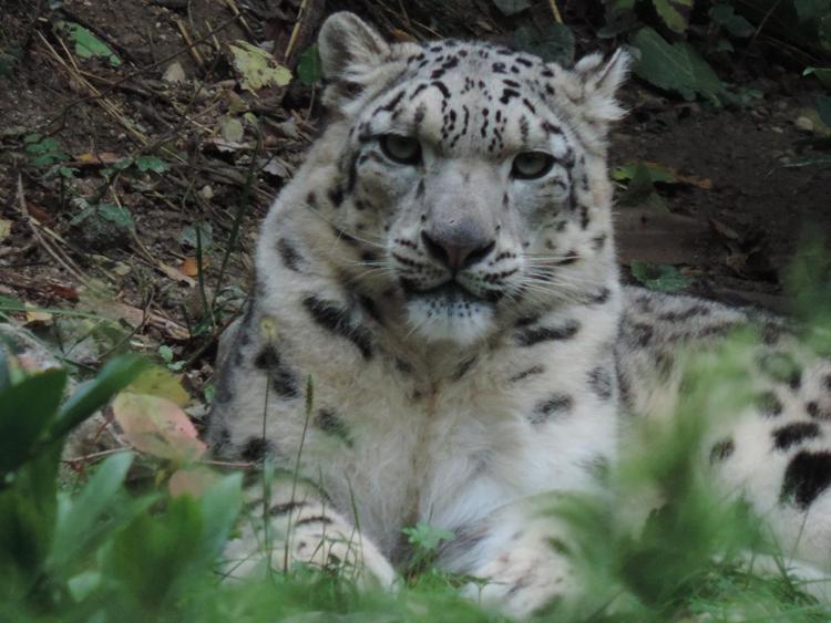 Animali: leopardi delle nevi a rischio, in Mongolia una nuova area protetta