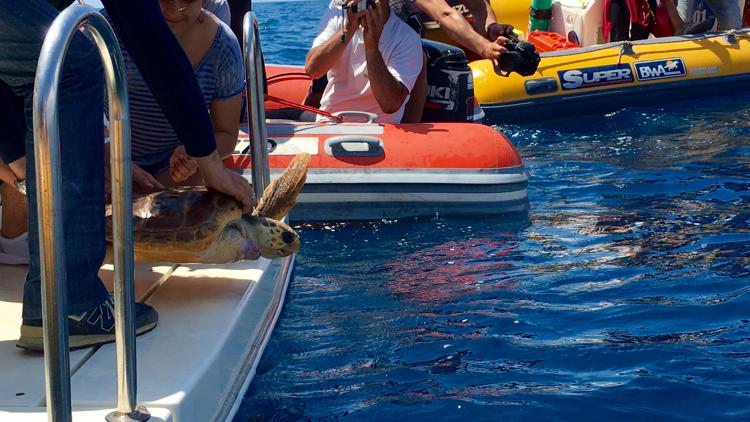Animali: tartarughe Ottone e De Andrè tornano in mare, liberate sul litorale romano