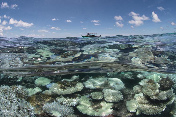 Mare: entro 2050 barriere coralline addio e invasione meduse nel Mediterraneo