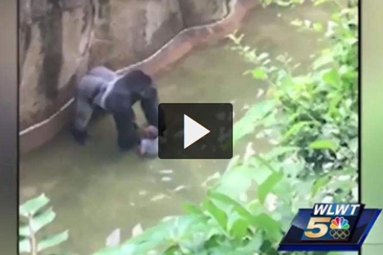 Bimbo caduto nel recinto del gorilla, nessuna accusa contro la madre