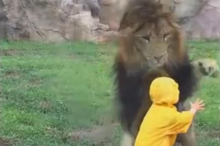 Leone contro bimbo allo zoo: parte l'attacco ma (per il felino) finisce male