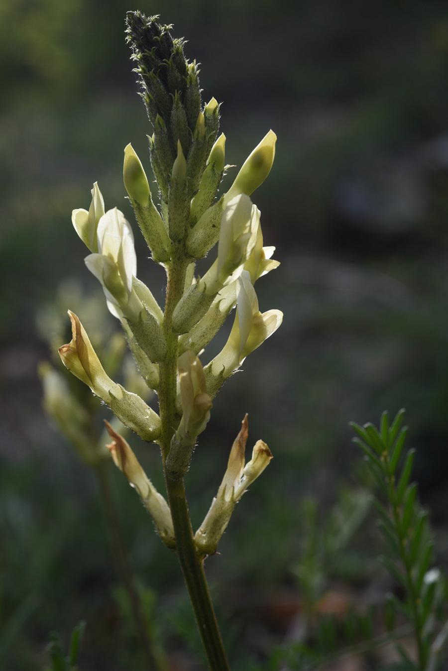 Astragalo Aquilano (Astragalus aquilanus)