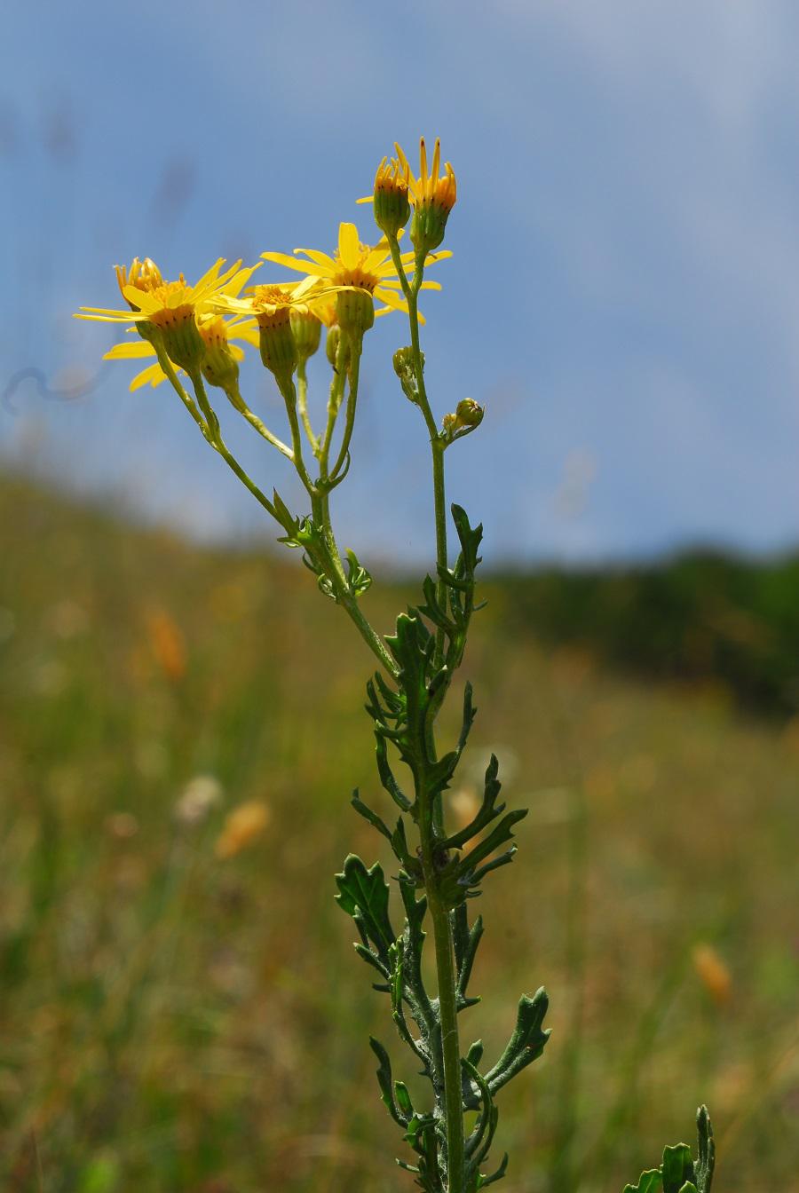 Senecione dell'isola di Gotland (Jacobaea vulgaris subsp.gotlandica)