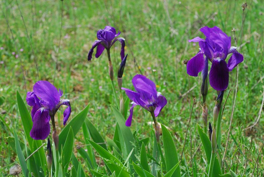 Giaggiolo della Marsica (Iris marsica)