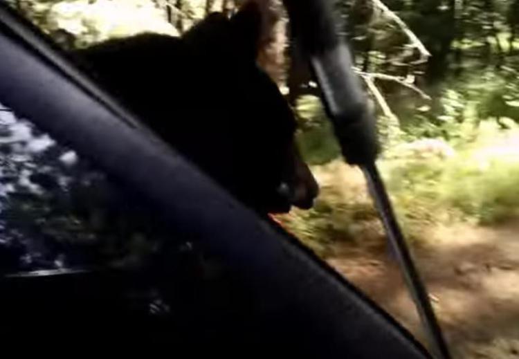 'Pronto, polizia? Un orso mi ha rubato l'auto' /Video