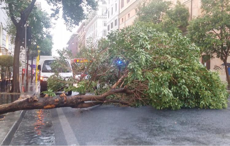 Un albero caduto a Roma in via Cicerone (foto Adnkronos) - ADNKRONOS