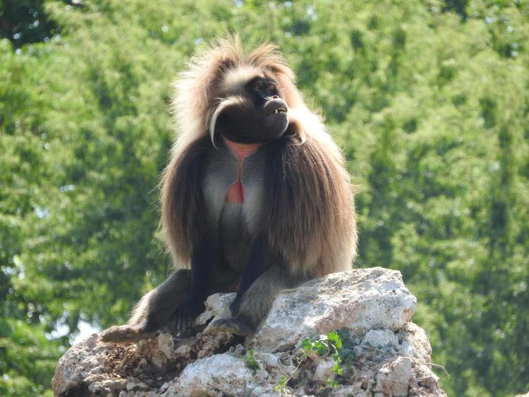 Animali: arrivano in Italia i Gelada, le scimmie 'dal cuore sanguinante'