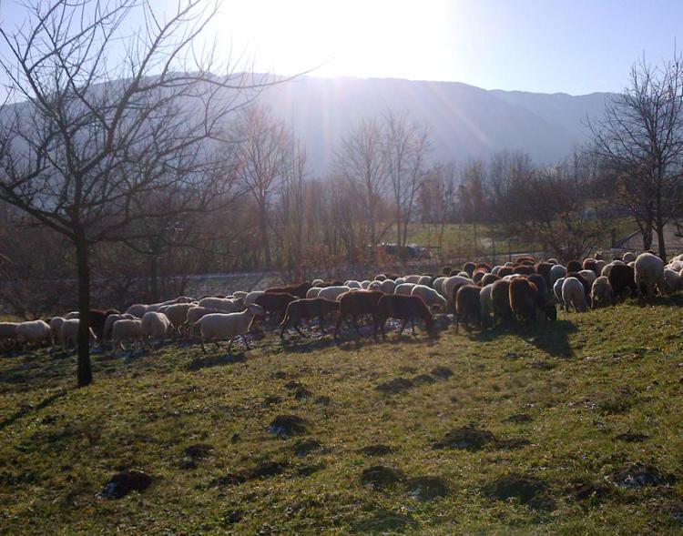 Ambiente: raddoppiano lupi in 3 anni, Coldiretti lancia 'Adotta un pastore'