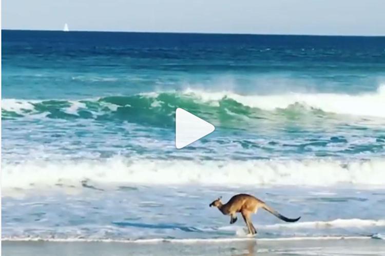 Cosa fa un canguro sulla spiaggia? La risposta è là, davanti ai vostri occhi