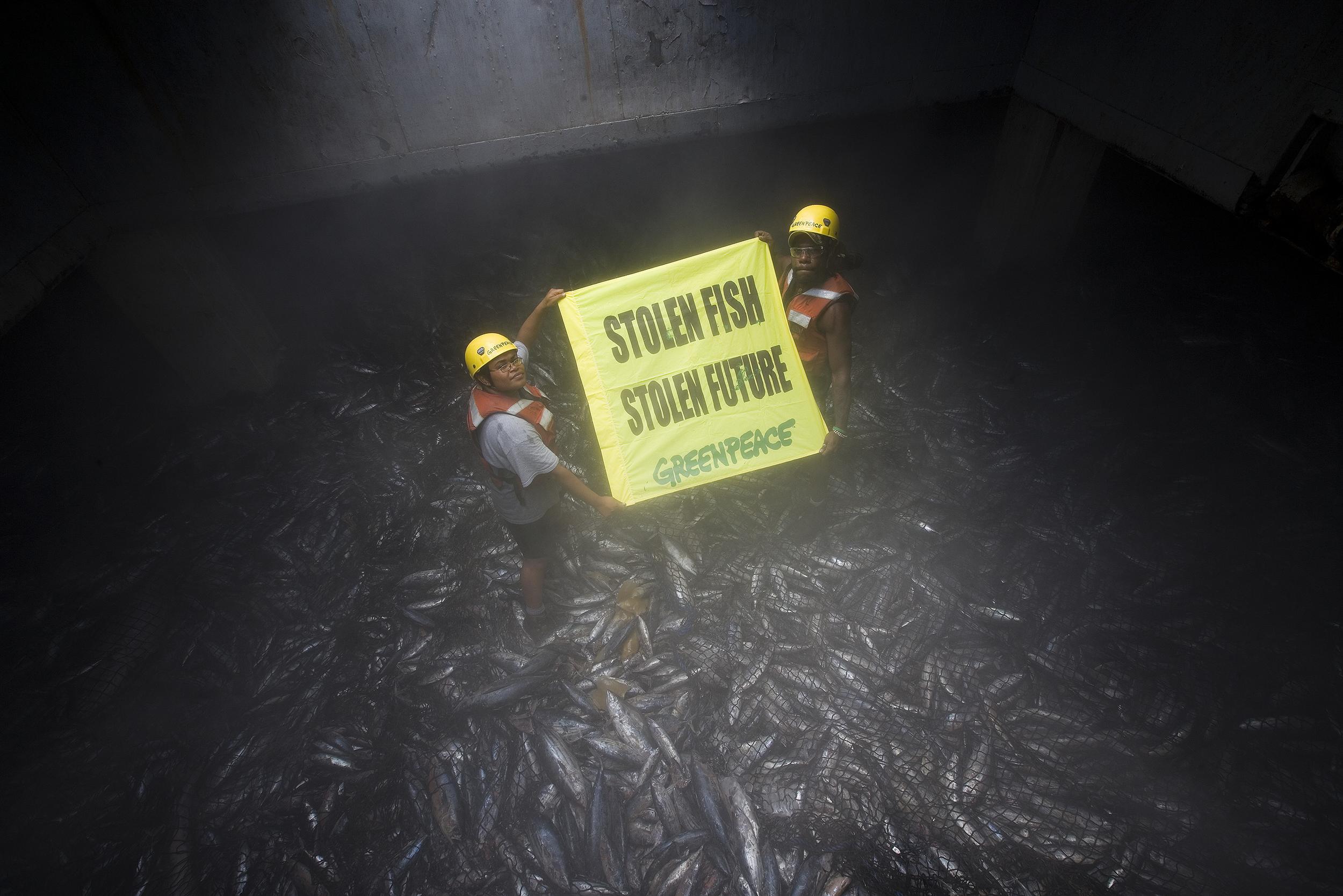 Activists Ana Jitoko and Danny Holland stand on juvenile yellowfin and skipjack tuna in the hold of Philippine mothership Kenken 888 holding a banner which reads 'Stolen fish, stolen future". The vessel has transferred the catches of six purse seiners at sea over the past month and was documented with a pirate purse seiner in close contact. Yellowfin and bigeye tuna are suffering from overfishing. Greenpeace is calling for the pockets of international waters between Pacific nations to become marine reserves. 
