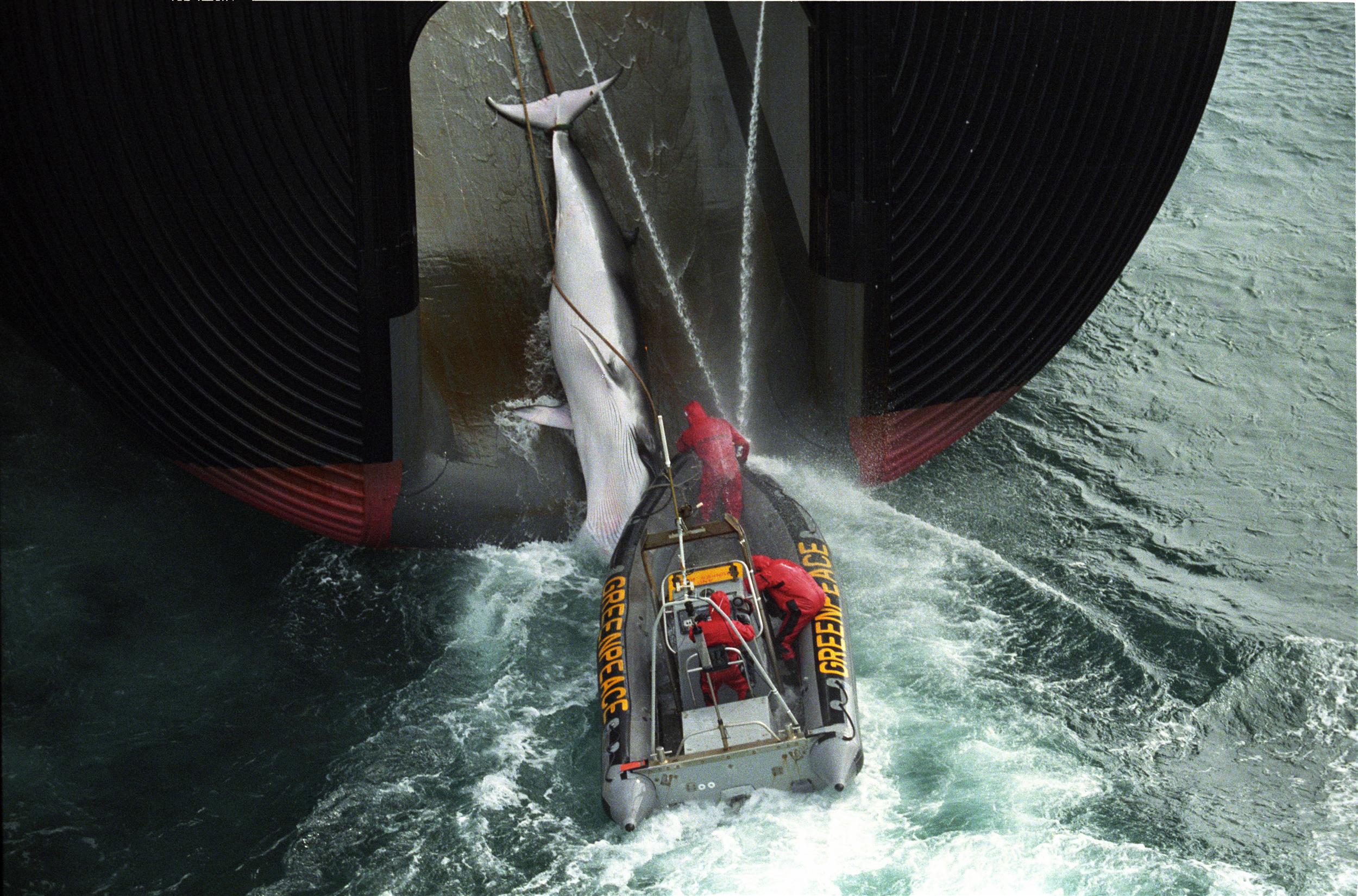 Greenpeace inflatable hooks on to a Japanese whaling boat while it is pulling a caught whale on board. (Greenpeace 30th Anniversary Images photo 30)