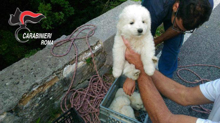 Roma: quattro cuccioli di Maremmano buttati in dirupo, salvati dai carabinieri
