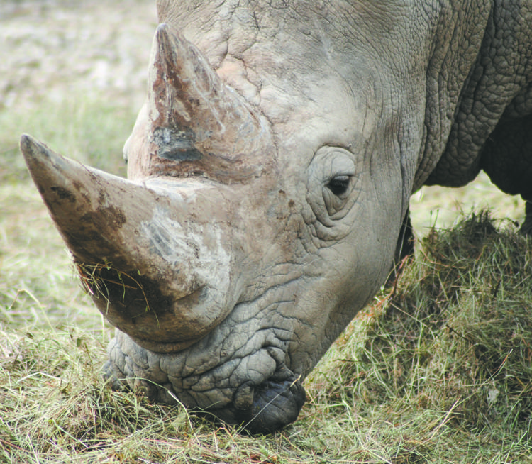 Animali: caccia al corno di rinoceronte, nel 2015 uccisi oltre 1300 esemplari