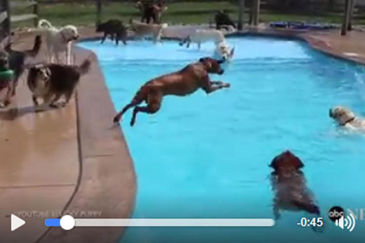Animal House, quando il pool party è (davvero) 'bestiale' /Video