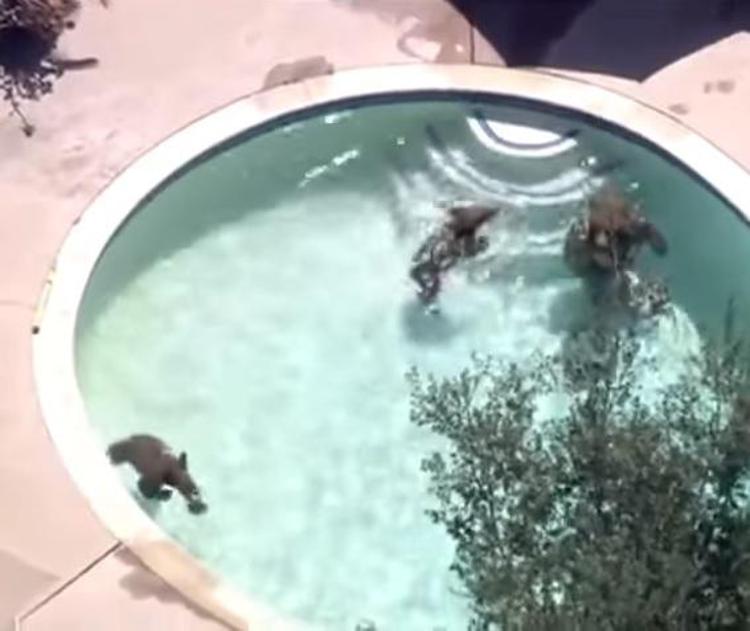 Fuga dall'afa, mamma orsa e i suoi 2 cuccioli si tuffano in piscina /Video