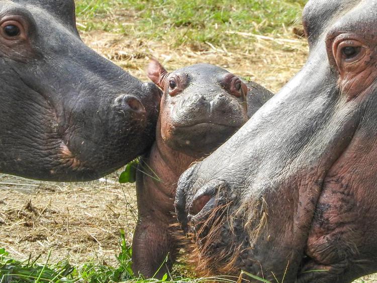 Animali: Parco Natura Viva, nasce baby ippopotamo da esemplari ultraquarantenni
