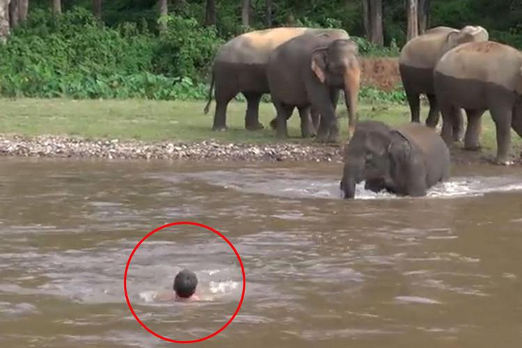 Uomo in difficoltà nel fiume, elefantessa cucciola si tuffa e lo salva /Video