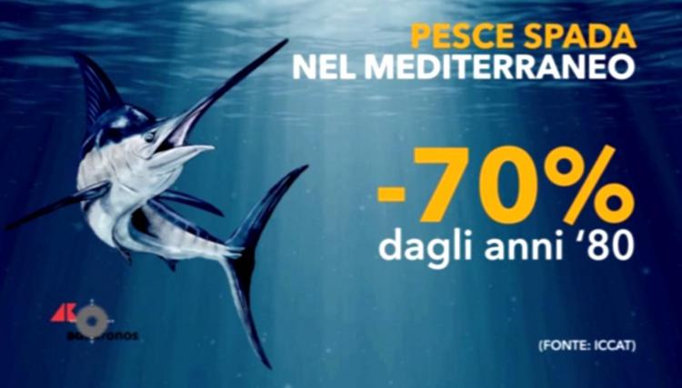 Pesca: pesce spada, nel Mediterraneo è sovrasfruttato