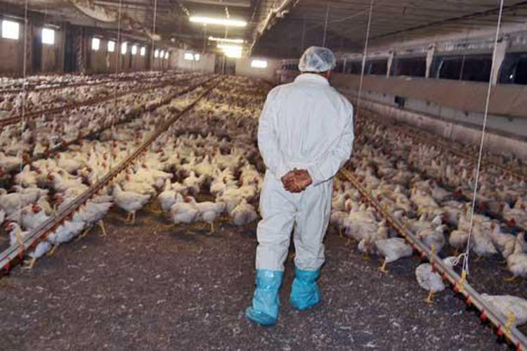 Two bird flu outbreaks reported in Iran