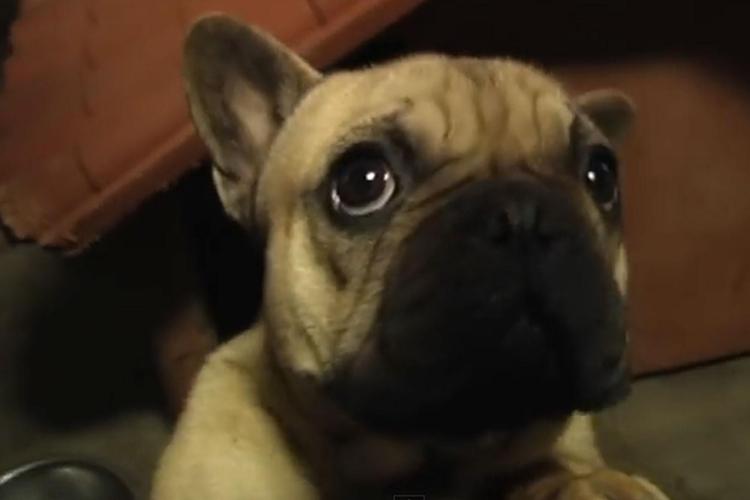 Reggio Emilia, compra cucciolo Bulldog online ma viene truffata: due denunce