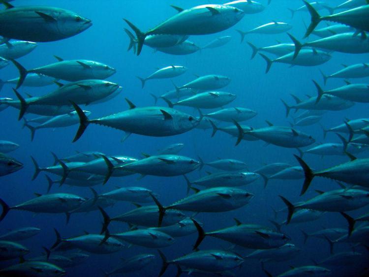 Imprese: Thai Union, impegno strategico per tonno al 100% sostenibile