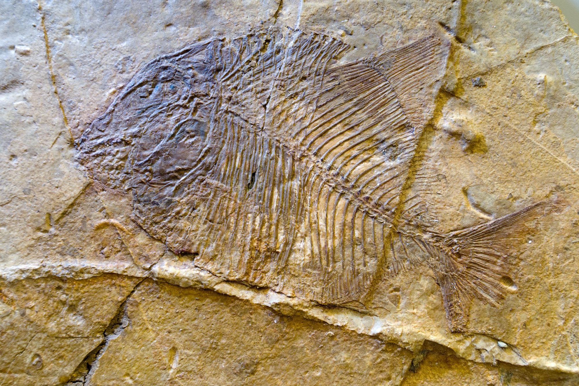Pietraroja, un pesce fossile risalente al Cretacico inferiore (116-114 milioni di anni fa) (foto di Natalino Russo)