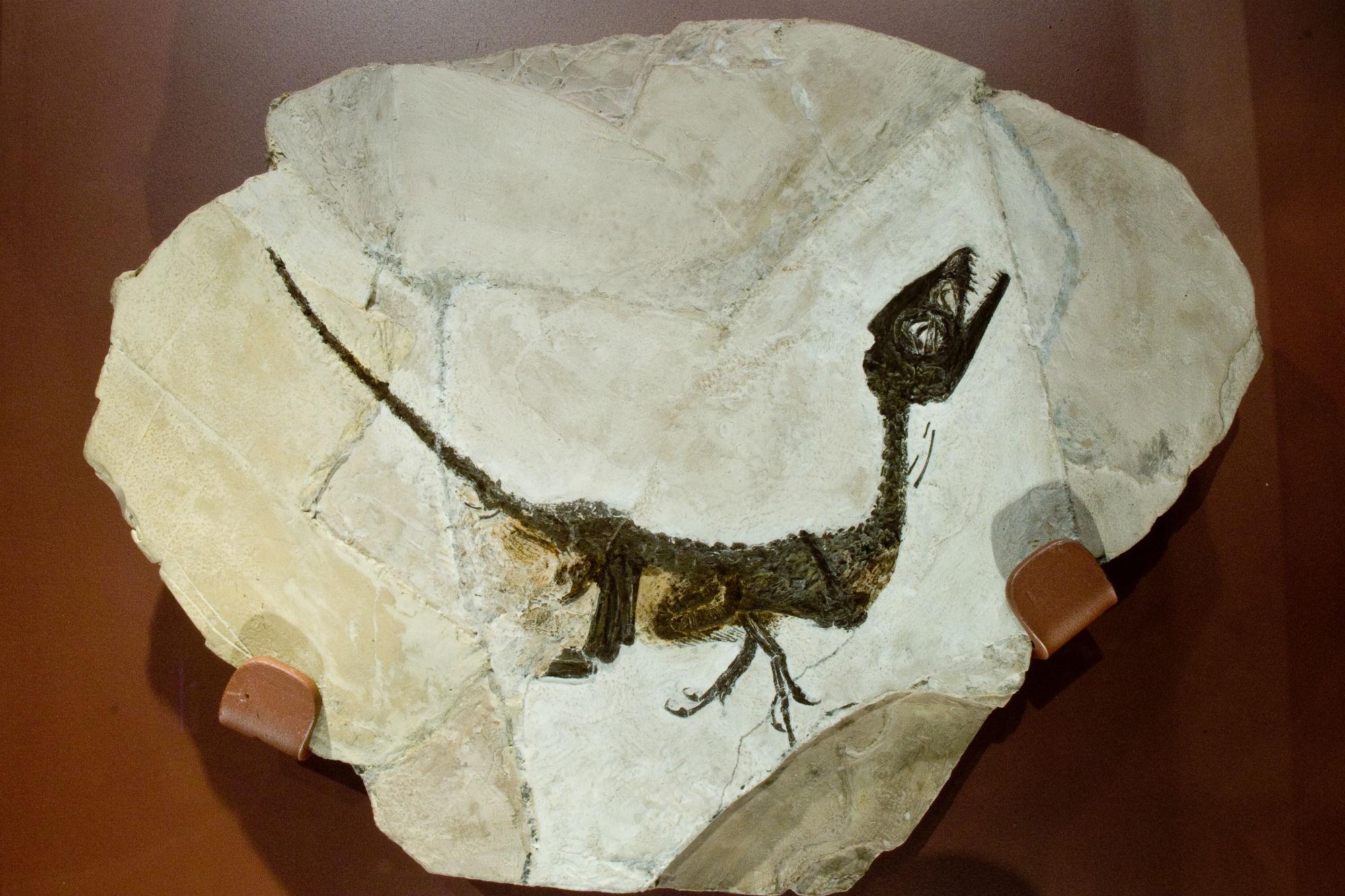 Pietraroja, Paleolab, fossile del dinosauro Scipionyx samniticus (foto di Natalino Russo)