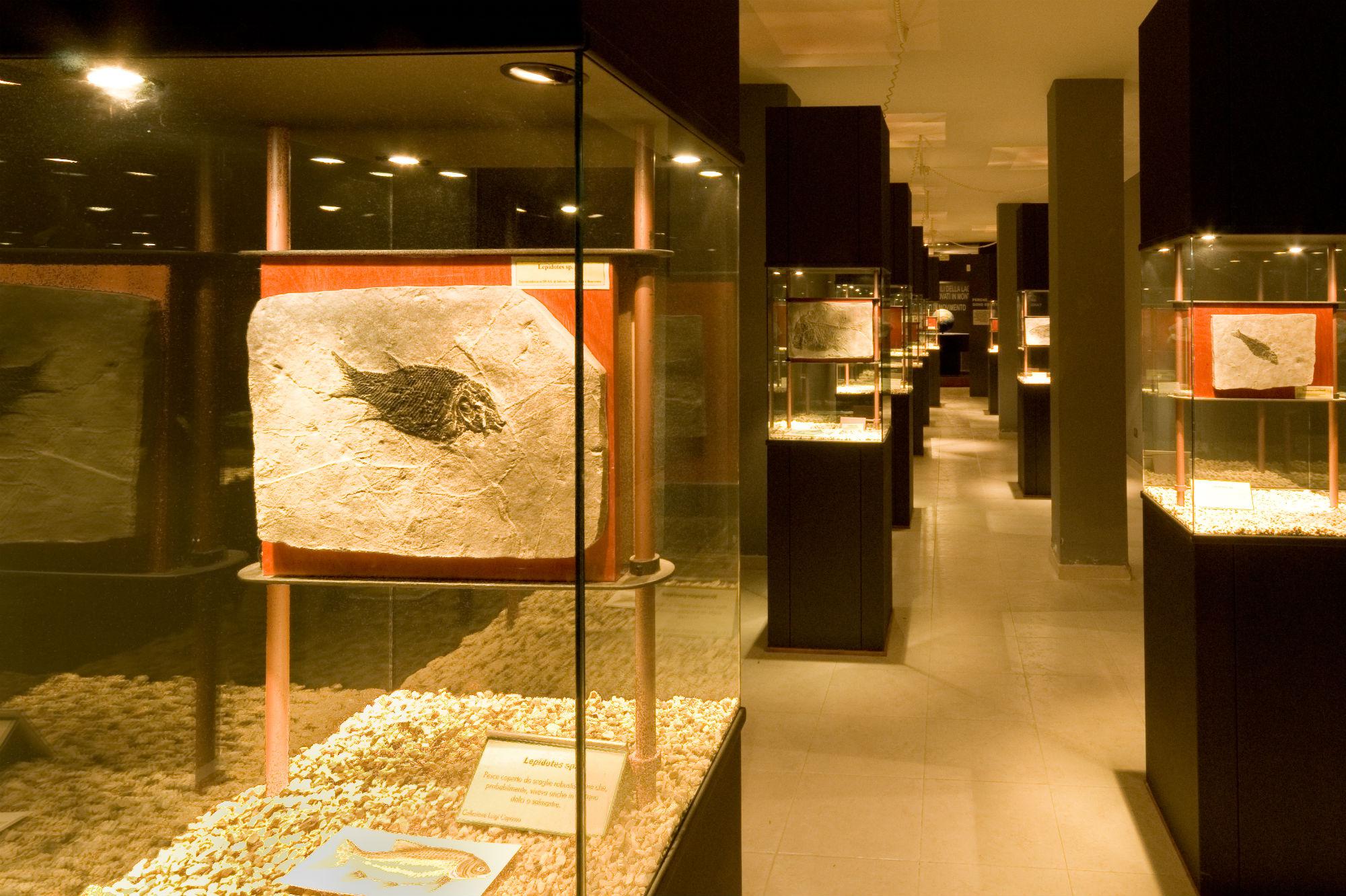 Pietraroja, Paleolab, Museo laboratorio del Parco Geopaleontologico di Pietraroja (foto di Natalino Russo)