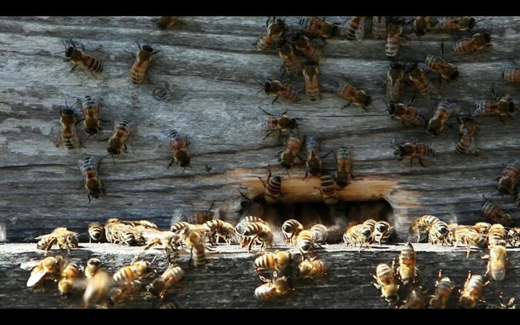 Cinema: 'Il tempo delle api', al via campagna di crowdfunding