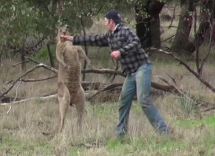 Guardiano prende a pugni il canguro, lo zoo non lo licenzierà /Video