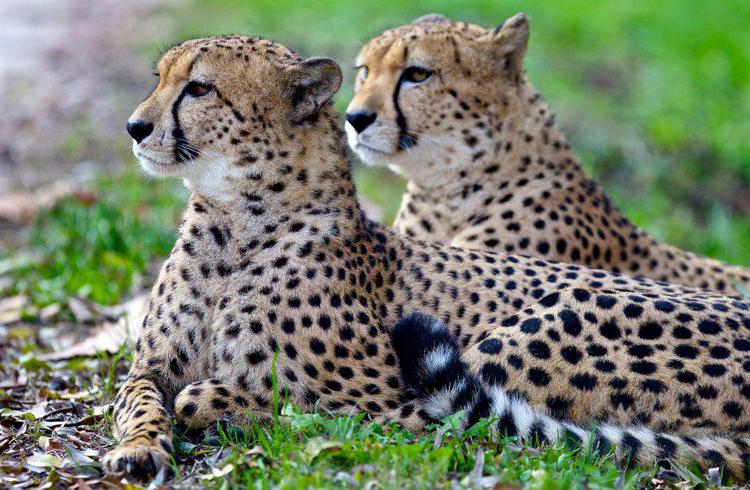 Animali: ghepardo asiatico verso l'estinzione, ne restano 100