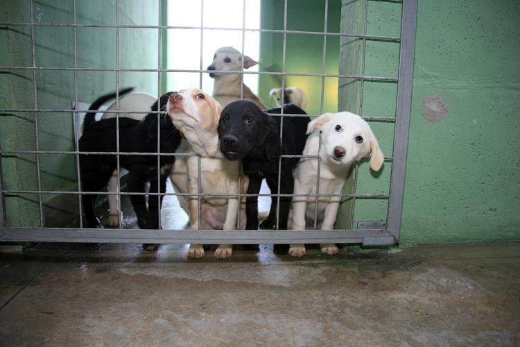 Animali: licenziato dipendente consorzio Bondeno, uccise cane a fucilate