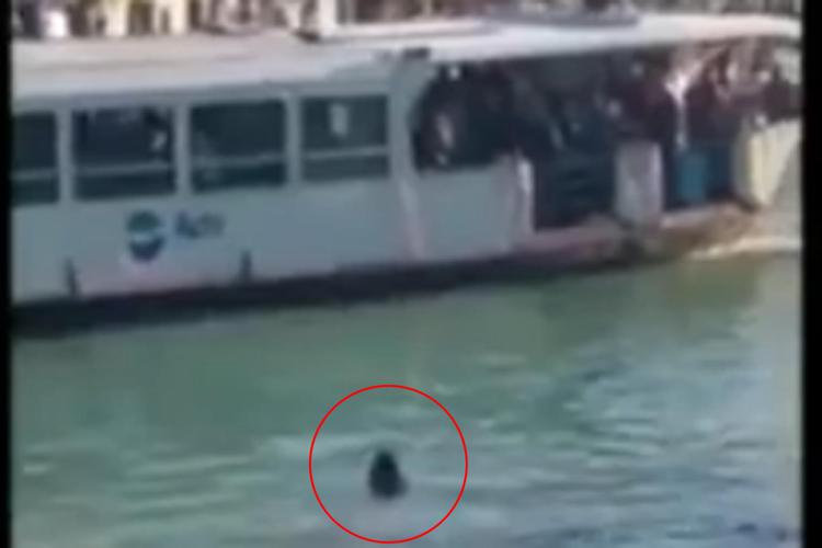 Profugo in acqua a Venezia, nessuno si tuffa e lui annega /Video
