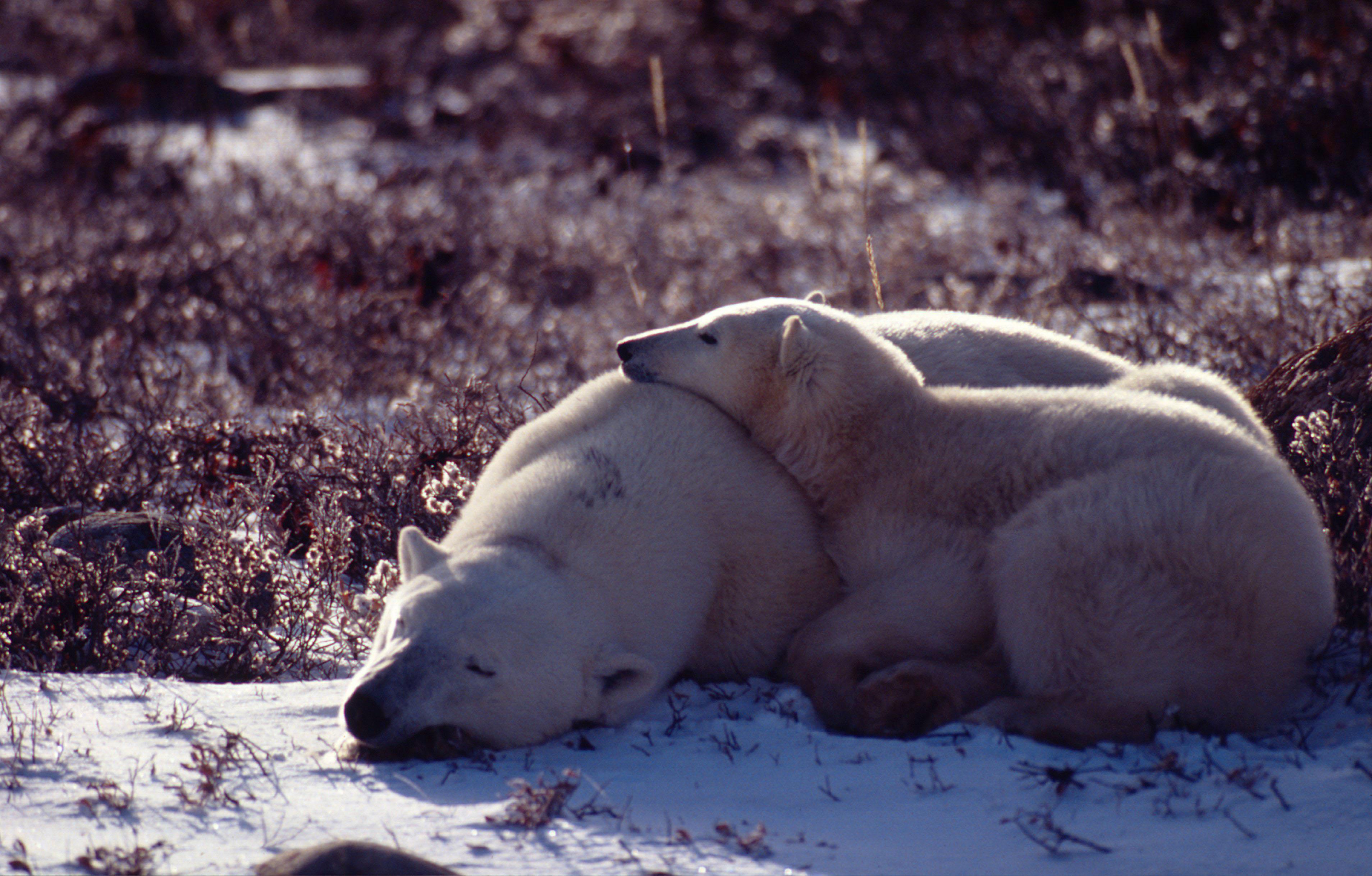 Ursus maritimus Polar bear Mother and young asleep Churchill, Canada