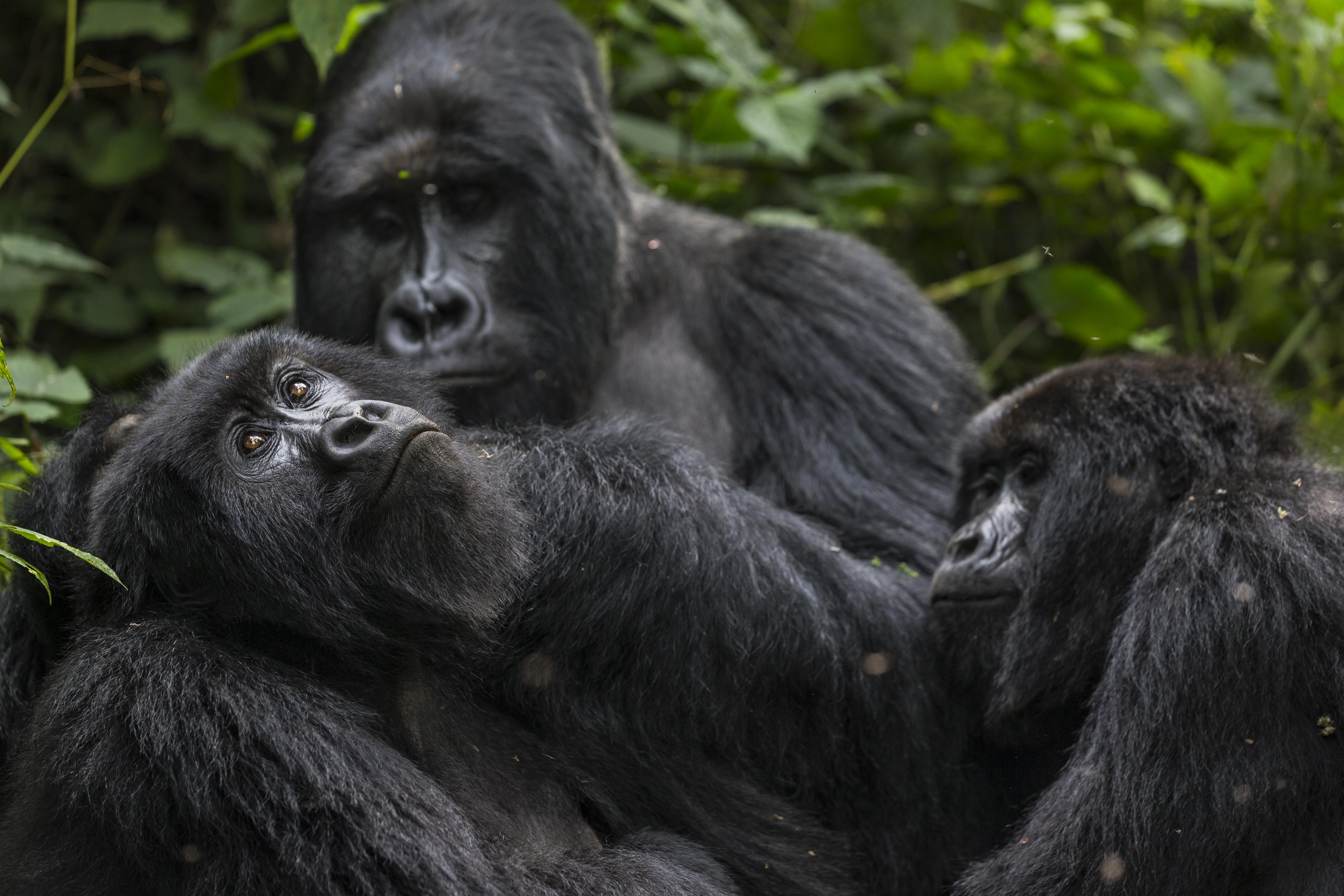 Bageni family in the gorilla sector of Virunga National Park, Bukima, Democratic Republic of Congo.