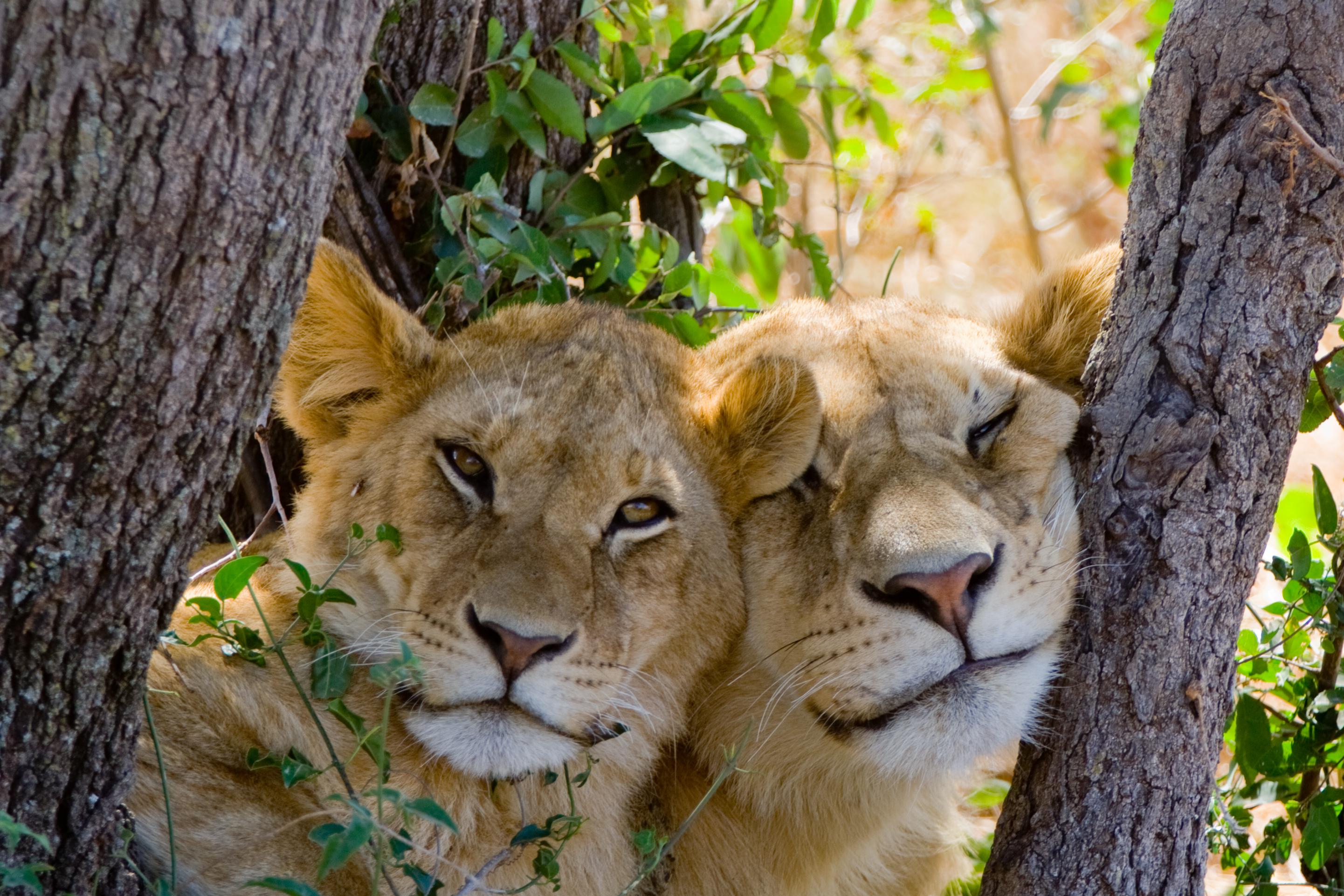 Female lion (Panthera leo) and cub in the Serengeti, Tanzania, Africa